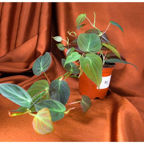 Philodendron Micans 4" US Seller Potted RARE Philo - Picture 2 of 2